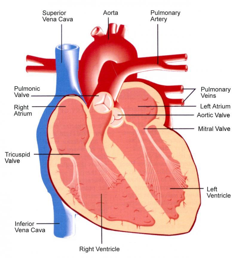 Diagram of the heart